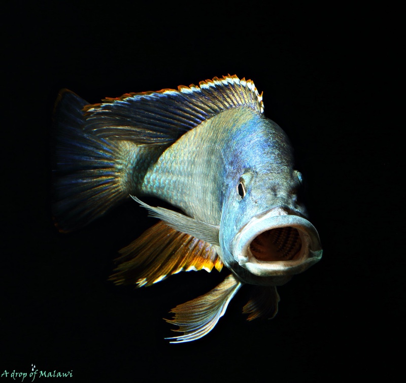 Nimbochromis livingstonii